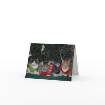 Cat Christmas Card