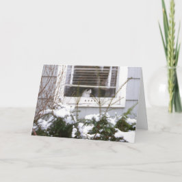 Cartão De Festividades Cat in Window Christmas Pretty Black & White