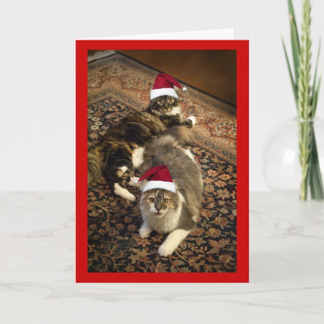 Cartão De Festividades Cats in Santa Hats Christmas funny greeting card (Frente)