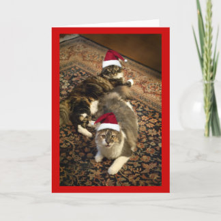 Cartão De Festividades Cats in Santa Hats Christmas funny greeting card