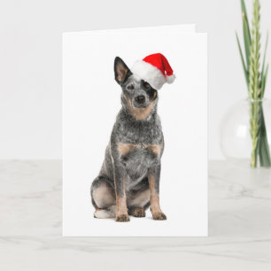 Cartão De Festividades Cattle Dog Christmas Card
