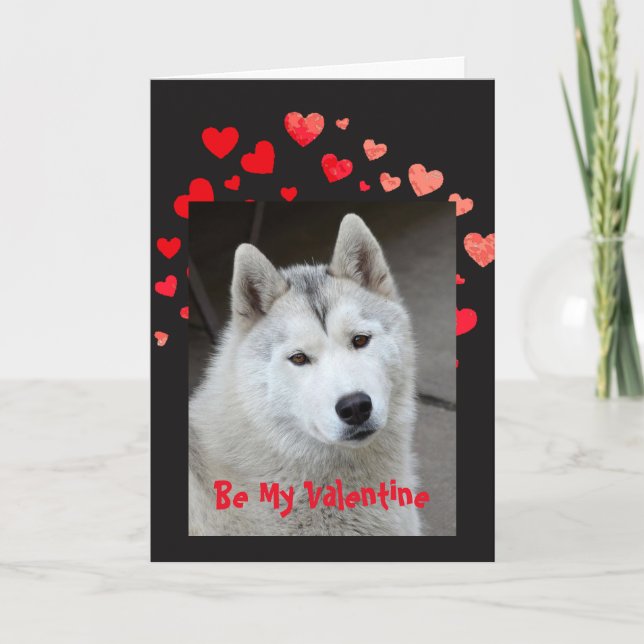 Cartão De Festividades Cause I Woof Love You Husky Dog Valentine (Frente)