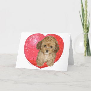Cartão De Festividades Cavachon Dia dos Namorados