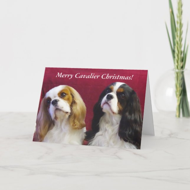 Cartão De Festividades Cavalier King Charles Christmas Card (Frente)