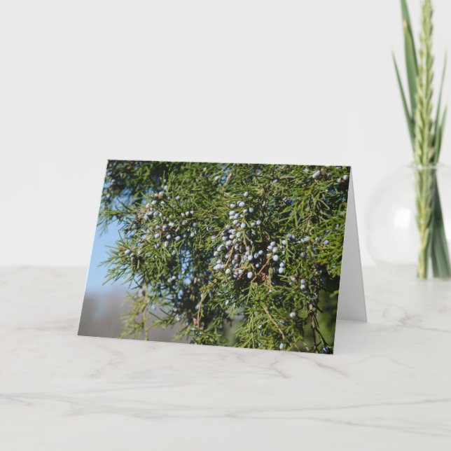 Cartão De Festividades Cedar Berry Christmas (Frente)