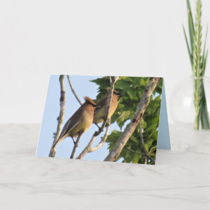 Cartão De Festividades Cedar Waxwing - Backyard Bird Series - Folheto