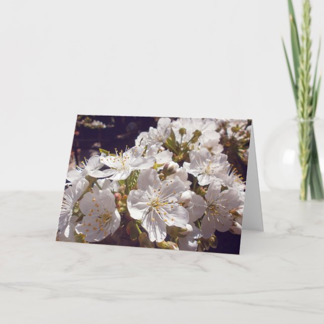 Cartão De Festividades Cereja floresce. Felz pascoa. (Frente)