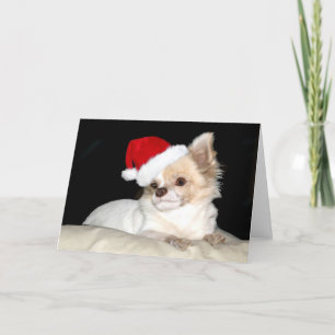 Cartão De Festividades Chihuahua em um Chapéu Santa