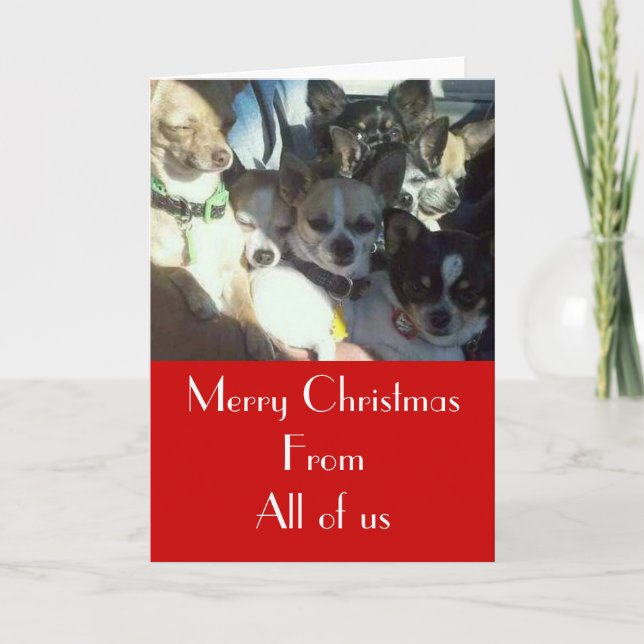 Cartão De Festividades Chihuahuas Christmas Card (Frente)