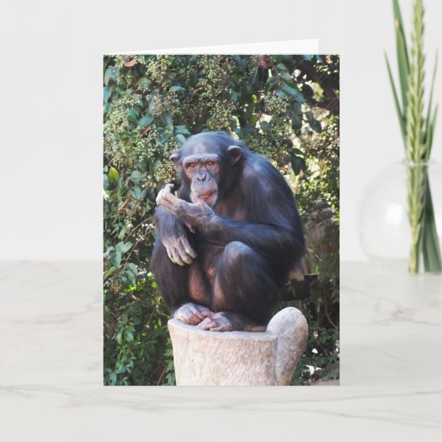 Cartão De Festividades Chimpanzé (Frente)