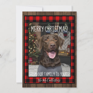 Cartão De Festividades Chocolate Lab Christmas Card
