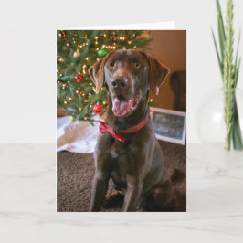 Cartão De Festividades Chocolate Lab Christmas Card