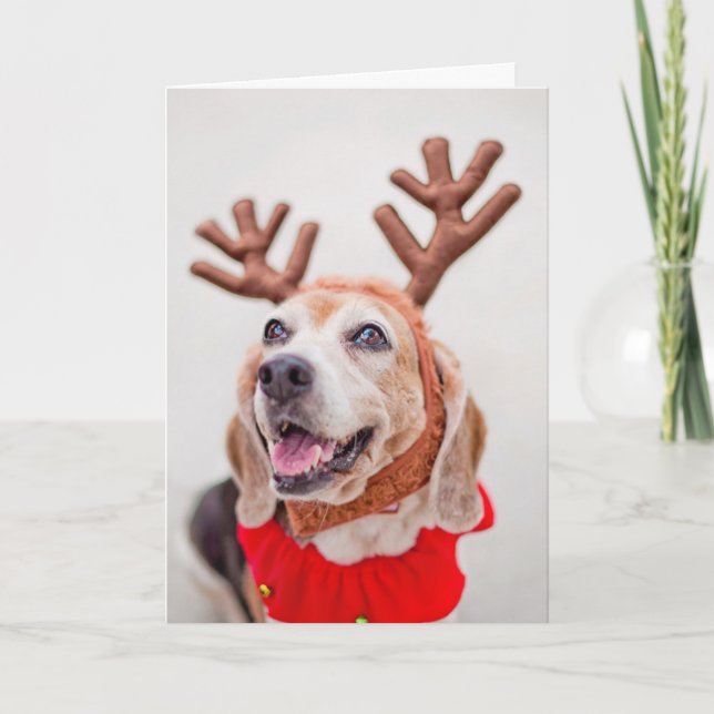 Cartão De Festividades Christmas Beagle dog with festive reindeer ears (Frente)