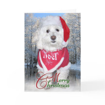 Christmas Bichon Frise Dog