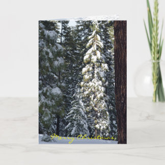 Cartão De Festividades Christmas Card 2006