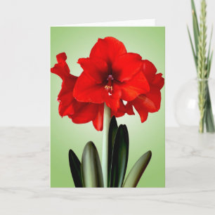 Cartão De Festividades Christmas Card Red Christmas Amaryllis