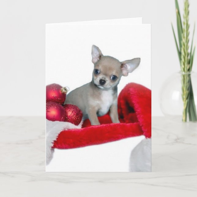 Cartão De Festividades Christmas Chihuahua dog (Frente)