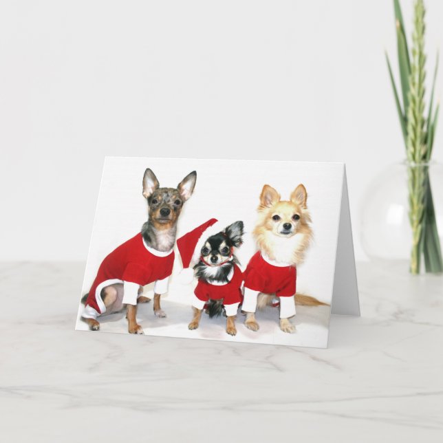 Cartão De Festividades Christmas Chihuahuas (Frente)