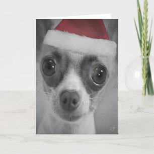 Cartão De Festividades Christmas Funny Chihuahua Puppy with Santa Hat