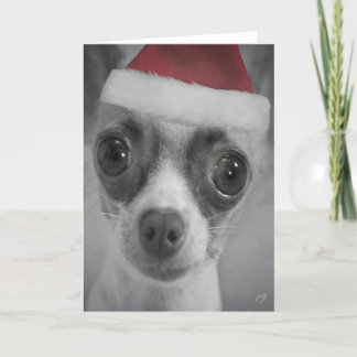 Cartão De Festividades Christmas Funny Chihuahua Puppy with Santa Hat