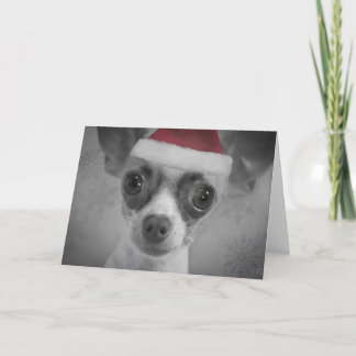 Cartão De Festividades Christmas Funny Chihuahua Puppy with Santa Hat
