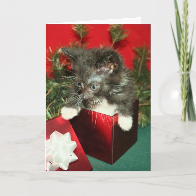 Cartão De Festividades Christmas Greeting Card Kitten Present Gift (Frente)