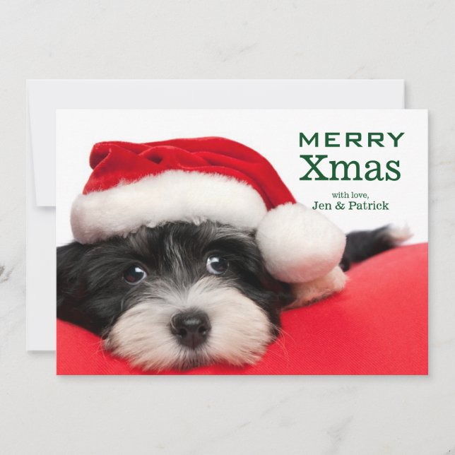 Cartão De Festividades Christmas Havanese Puppy Dog (Frente)