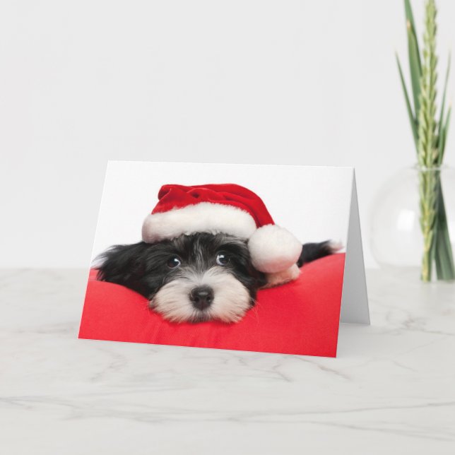 Cartão De Festividades Christmas Havanese Puppy Dog (Frente)