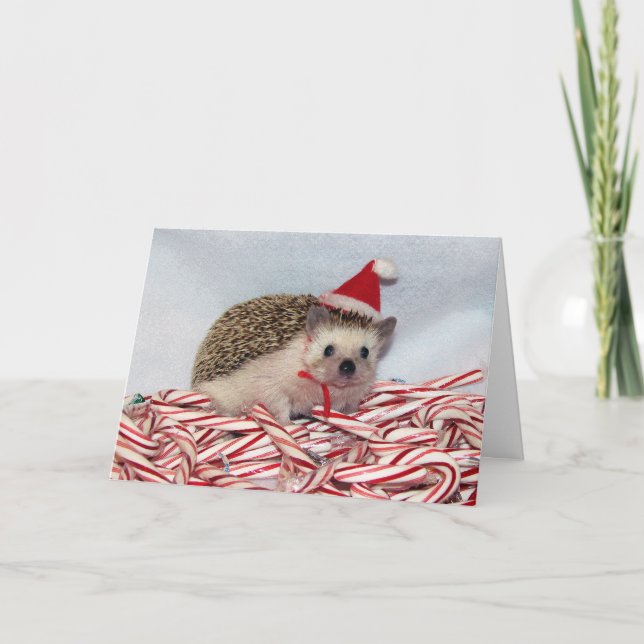Cartão De Festividades Christmas Hedgie Card (Frente)