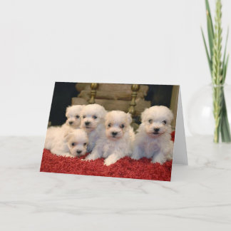 Cartão De Festividades Christmas Maltese Puppies