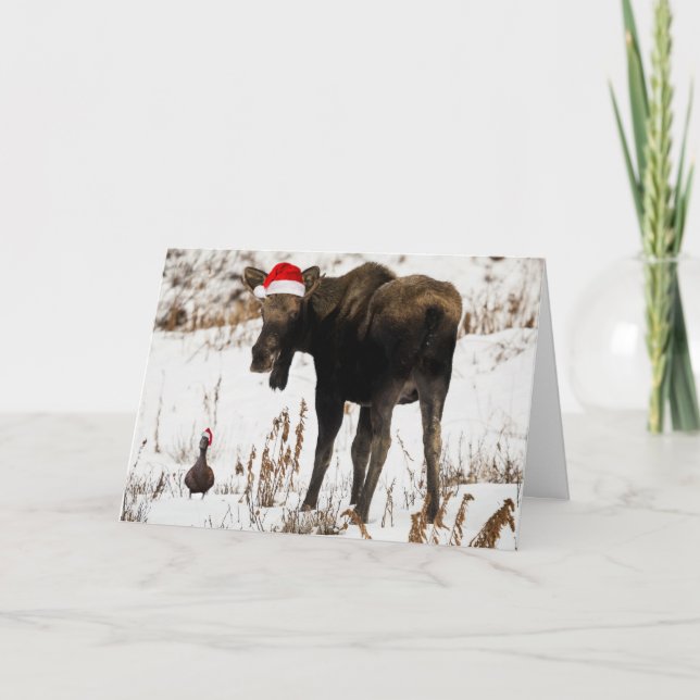 Cartão De Festividades Christmas moose with duck holiday card. (Frente)