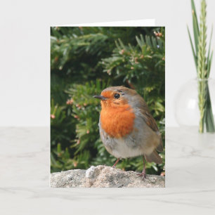 Cartão De Festividades Christmas Robin Greeting Card