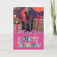 Christmas - Schnauzer - Sophie