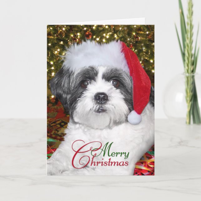 Cartão De Festividades Christmas Shih Tzu Dog (Frente)