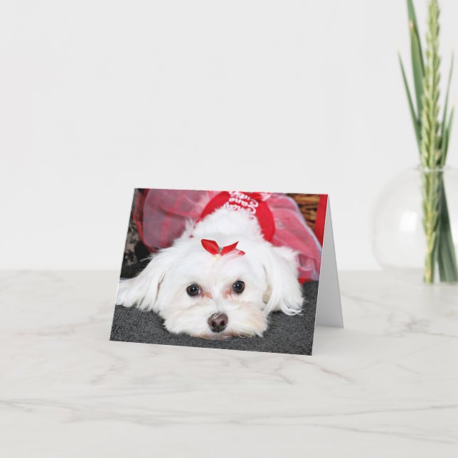 Cartão De Festividades Christmas - Tinkerbell - Maltese (Frente)