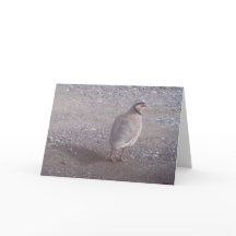 Chukar Christmas Card