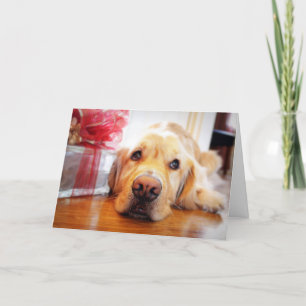 Cartão De Festividades Close-up of wistful Golden Retriever dog