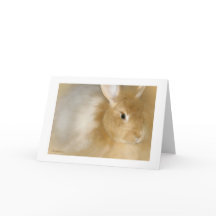 Coelho Coelho (Caramel)