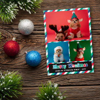 Colagem de Fotografias de Woofmas com Feliz Azul V