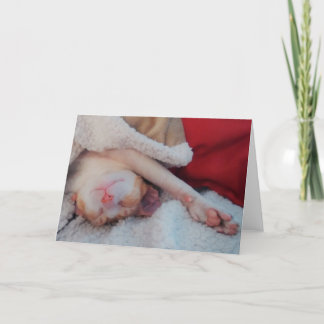 Cartão De Festividades cornalha rex cat