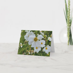 Cartão De Festividades Cosmos Branco Floresce no Jardim