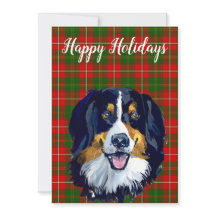 Costura de Cachorro de Montanha Bernese