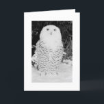 Cartão De Festividades Custom Christmas Card Winter Owl<br><div class="desc">Custom Christmas Card Winter Owl</div>