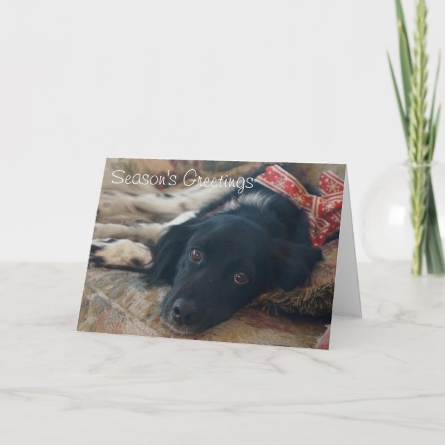 Cartão De Festividades Customizable Brittany Dog Holiday Notecard xmas (Frente)