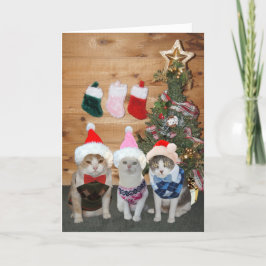 Cartão De Festividades Customizable Christmas Cats/Kitties Argyle Sweater