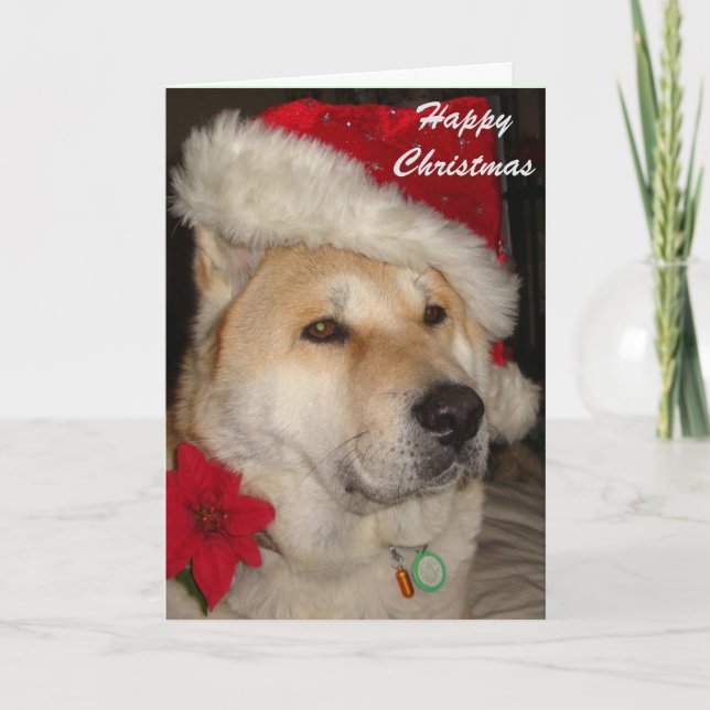 Cartão De Festividades Cute akita dog red santa hat pointsettia christmas (Frente)