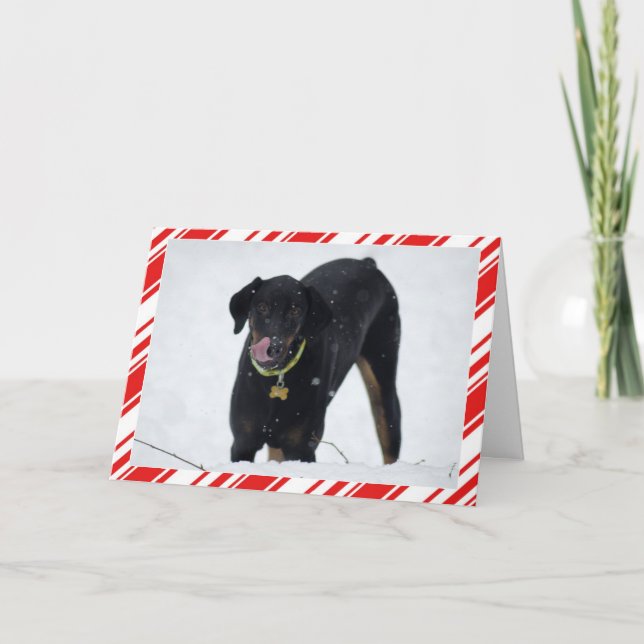 Cartão De Festividades Cute Doberman in Snow Holiday card (Frente)