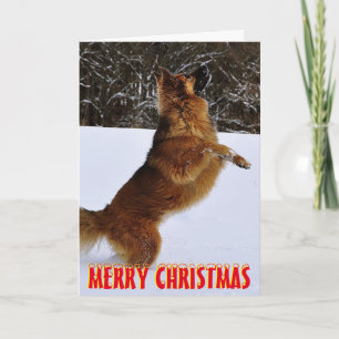 Cartão De Festividades Cute dog in the snow Christmas Card