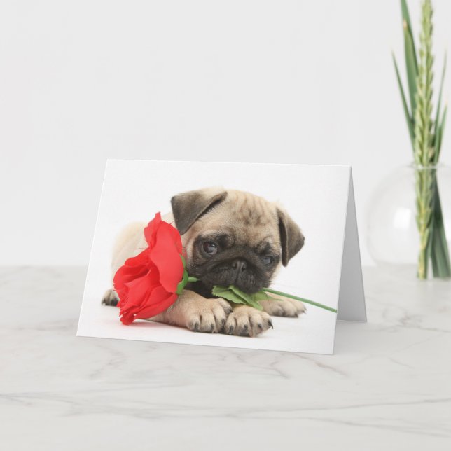 Cartão De Festividades Cute Pug Puppy with Red Rose Valentine (Frente)