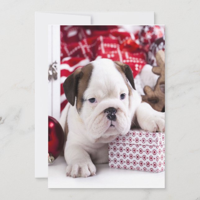 Cartão De Festividades Cute Puppy English Buldogue | Natal engraçado (Frente)